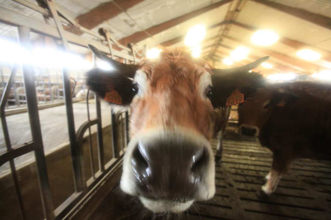 Aubrac Aubrac
